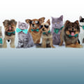The Ultimate Guide to Choosing Pet-Friendly Moving Companies in Broward County, FL