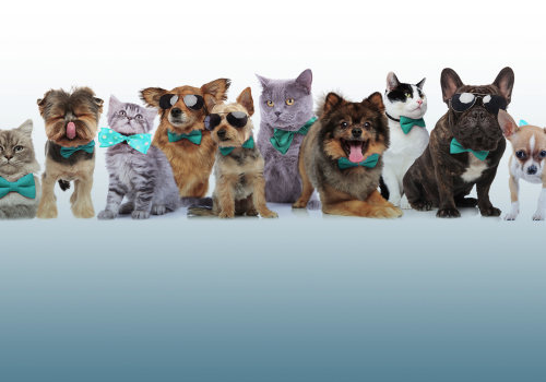 The Ultimate Guide to Choosing Pet-Friendly Moving Companies in Broward County, FL